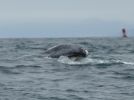 PICTURES/Whale Watching - Depoe Bay/t_Fin5.JPG